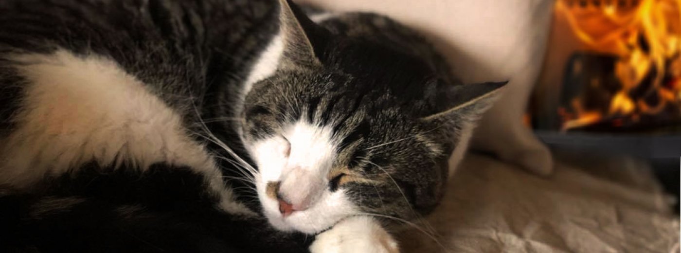 cat hygge